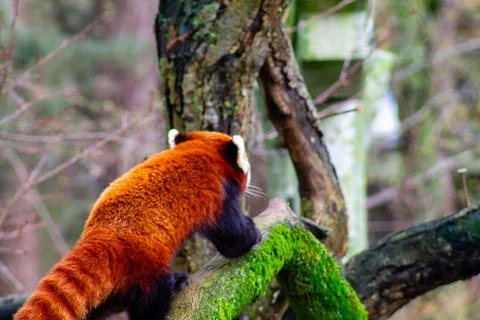 Red Panda Climbing a Mossy Tree Stock Photos