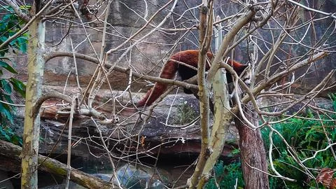Red Panda Climbing Foto stock
