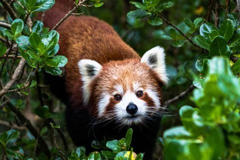 Red Panda climbing through a tree looking for something, very cute Stock Photos