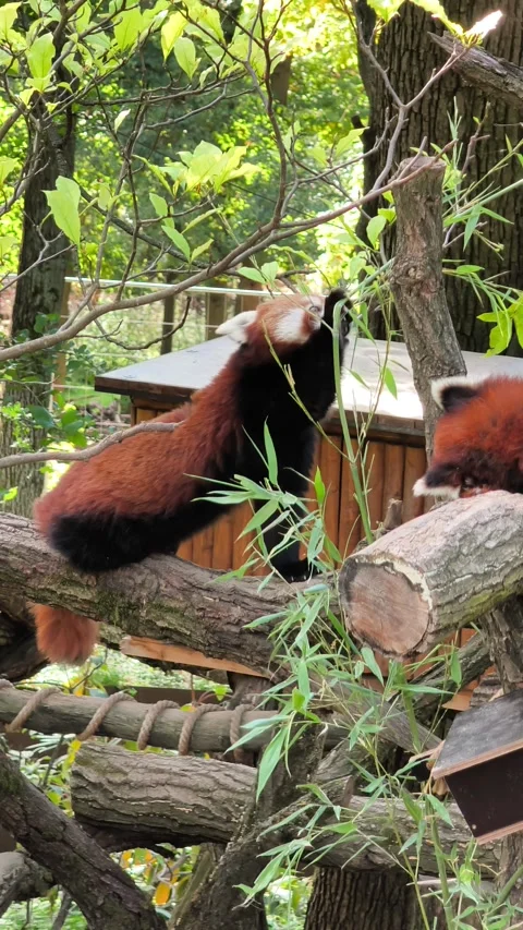 Red panda climbing on a tree branch and eating green leaves. Vídeo Stock 347956129