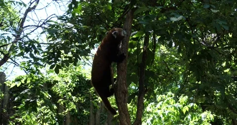 Red Panda climbing a tree Stock Footage 203951947