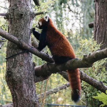 Red Panda Climbing a Tree in the Forest Stock Photos