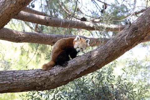 Red panda climbing tree looking into camera 库存照片