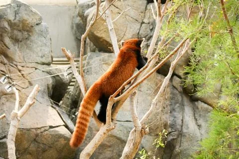 Red panda climbing on tree Stock Photos