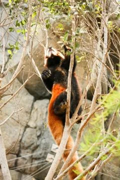 Red panda climbing on tree Stock Photos
