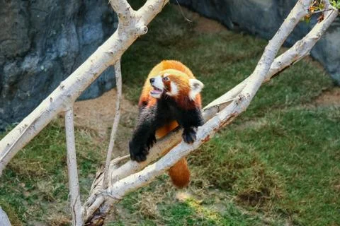Red panda climbing on tree Stock Photos