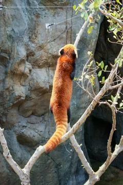 Red panda climbing on tree Stock Photos