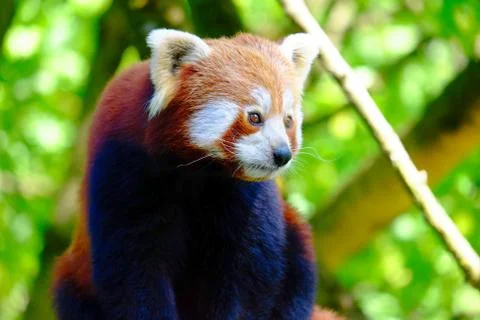 A red panda climbing a tree Stock Photos