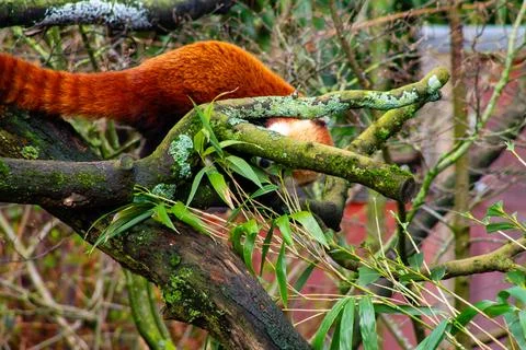 Red Panda Climbing in a Tree Foto stock