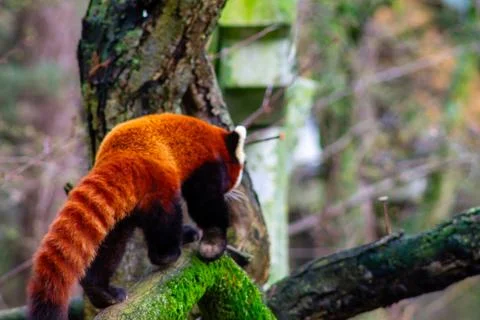 Red Panda Climbing a Tree Stock Photos