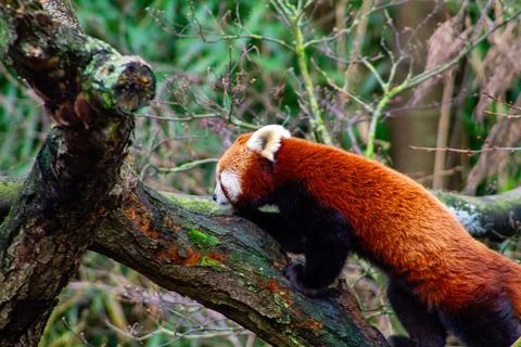 Red Panda Climbing a Tree Stock Photos