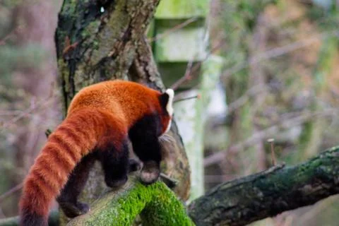 Red Panda Climbing a Tree Stock Photos