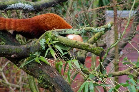 Red Panda Climbing in a Tree Stock Photos