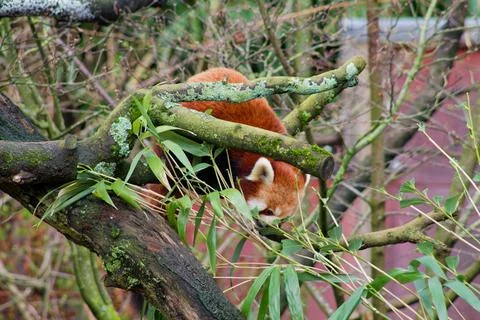 Red Panda Climbing in a Tree Stock Photos