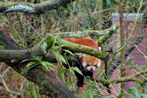 Red Panda Climbing in a Tree Stock Photos