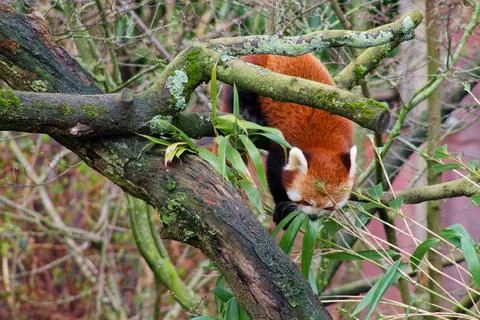 Red Panda Climbing a Tree Stock Photos