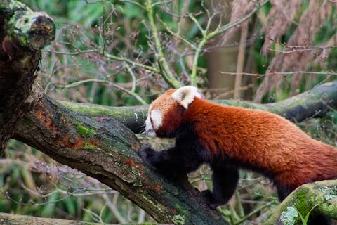 Red Panda Climbing a Tree Stock Photos