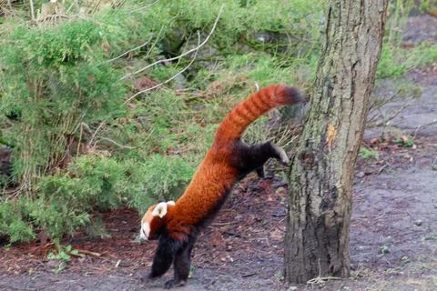 Red Panda Climbing a Tree Stock Photos