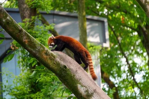 Red Panda climbing trees Stock Photos