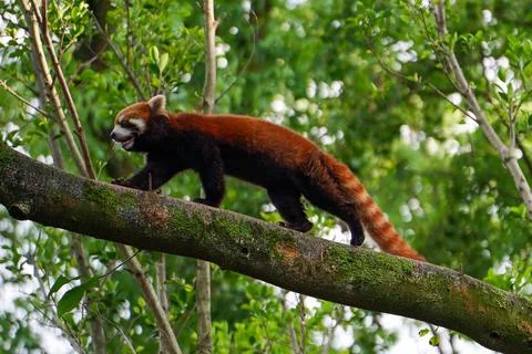 Red Panda climbing trees Stock Photos