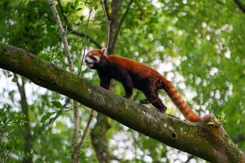 Red Panda climbing trees Stock Photos