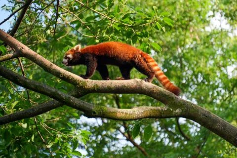 Red Panda climbing trees Stock Photos