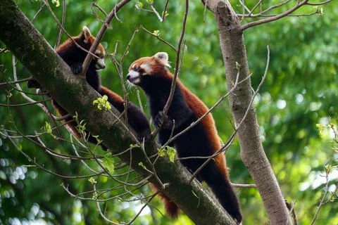 Red Panda climbing trees Stock Photos