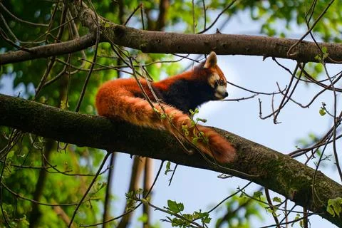 Red Panda climbing trees Stock Photos