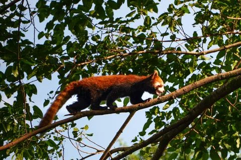 Red Panda climbing trees Stock Photos
