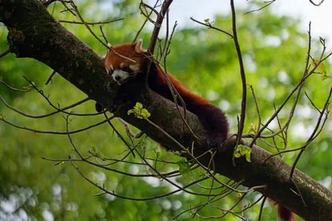 Red Panda climbing trees Stock Photos