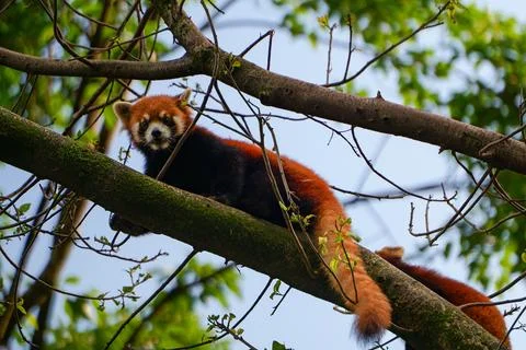 Red Panda climbing trees Stock Photos