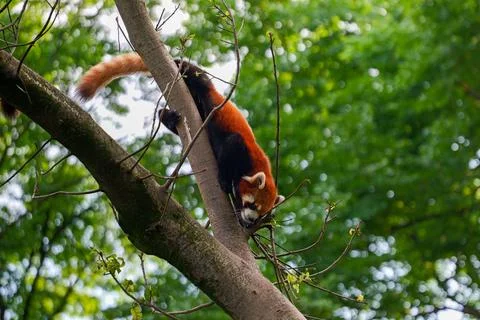 Red Panda climbing trees Stock Photos