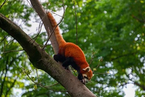 Red Panda climbing trees Stock Photos