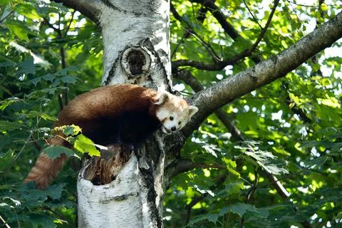 Red panda climbs a tree with a cute face Stock Photos