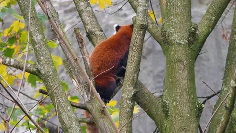 Red Panda close up climbing on tree in autumn environment Stock Footage 119906955
