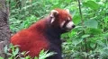 Red Panda Close Up In Green Forest 4K 4k or 4k+ Resolution