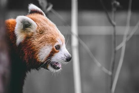 Red Panda Close Up Stock Photos
