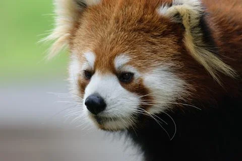 Red Panda Close-Up Stock Photos