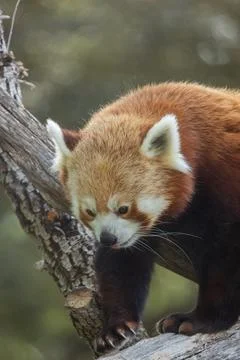 Red panda, close-up, on a tree branch Stock Photos