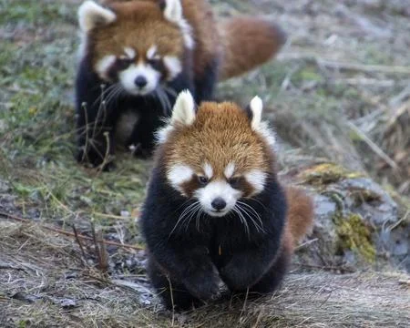 Red panda cubs playfully explore their natural habitat in the forest during.. Stock Photos