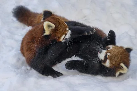 Red panda cubs playfully interact in a snowy environment during winter at a.. Stock Photos