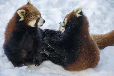 Red panda cubs playfully interact in a snowy environment during winter Stock Photos