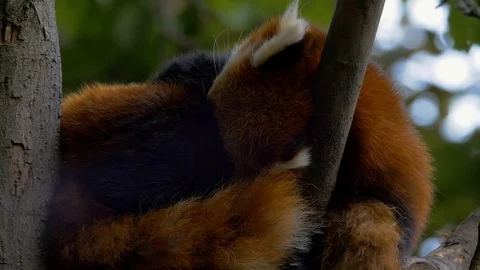 Red Panda curled up asleep in a tree (Close up) Stock Footage 114976954