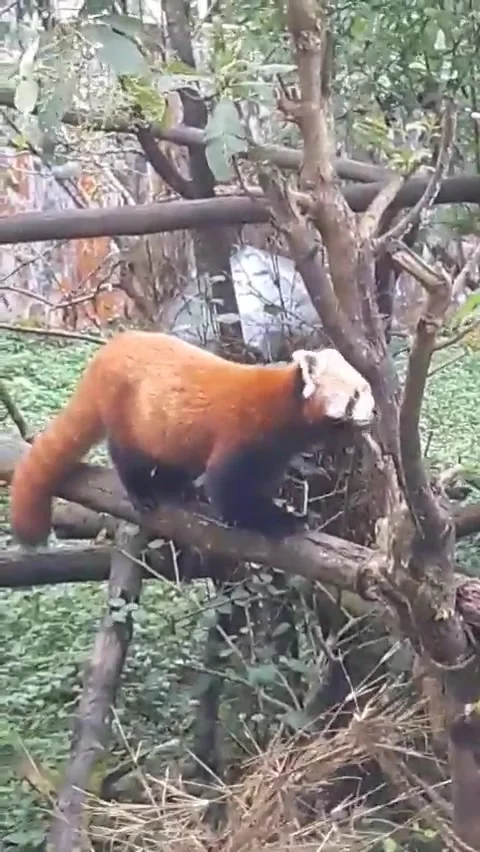 Red panda of darjeeling,  moving on a tree. Stock Footage 171744942