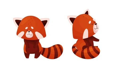 Red panda in different actions set. Cute wild baby animal, side and front view Stock Illustration