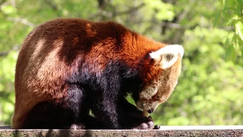 Red Panda Eating an Apple Stock Footage 332458521