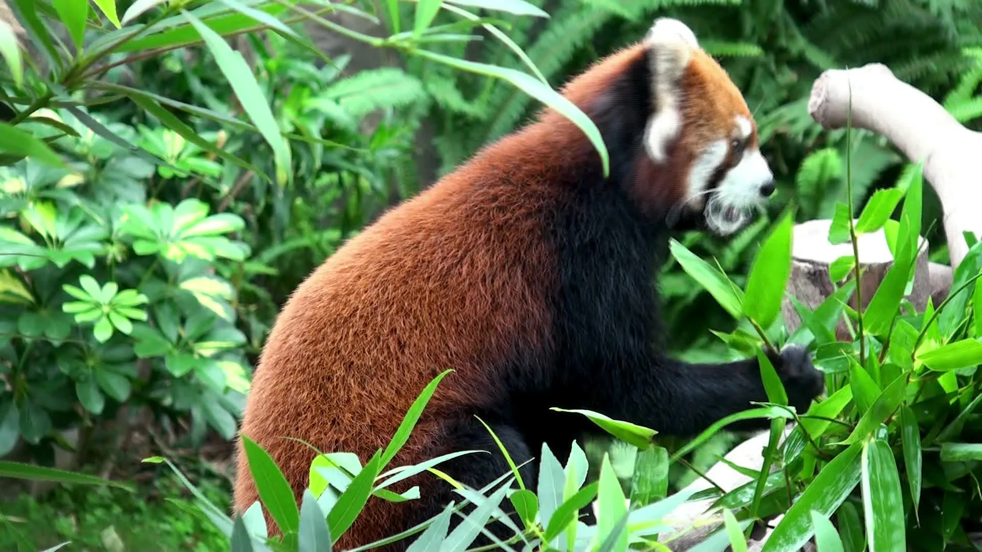 Red Panda Eating Bamboo Stock Video Pond5
