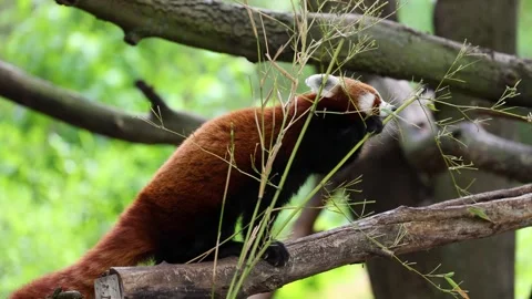 Red panda eating bamboo on a tree branch in a zoo habitat. Stock Footage 339099576