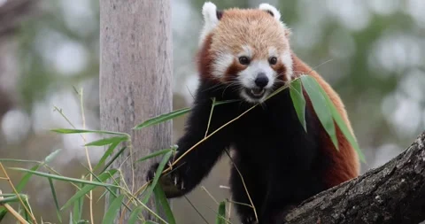 Red Panda Eating Bamboo on Tree Branch in Slow Motion 4K video Stock Footage 345514309