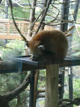 Red panda eating food on an elevated platform in its zoo enclosure, showing.. Stock Photos